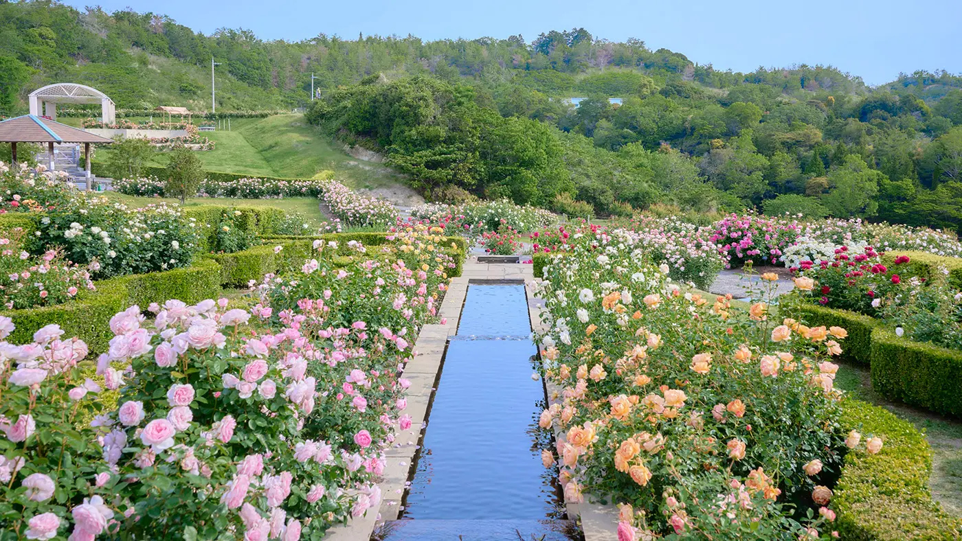 デビッド・オースチン・ロージズ イングリッシュローズガーデン