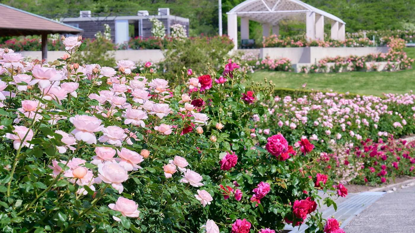 画像提供：デビッド・オースチン・ロージズ