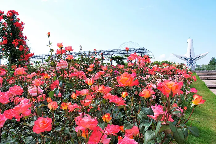 万博記念公園 自然文化園内「平和のバラ園」