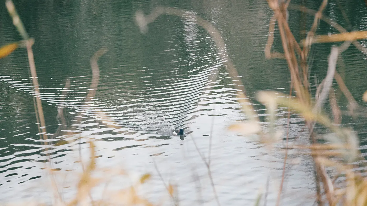 「カモだ！」と言うと、「あれはキンクロハジロや」と先生。