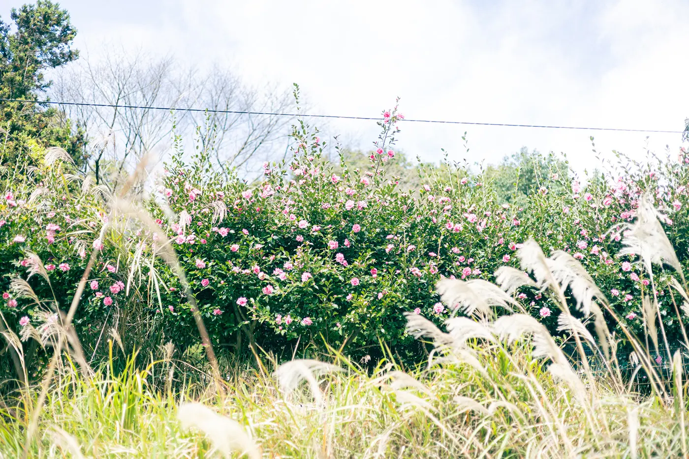 花折街道ハイキング