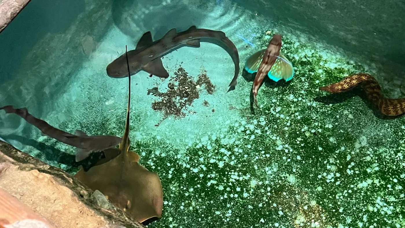 魚たちがいっせいに泳ぎだす光景は見応え抜群