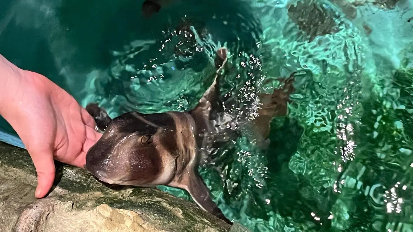 顔を出して甘えにくるネコザメ。愛らしい姿に見とれてしまいます