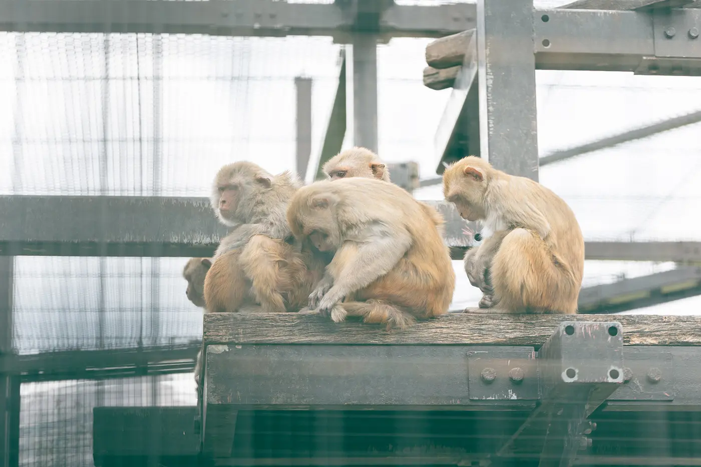 Japanese macaques