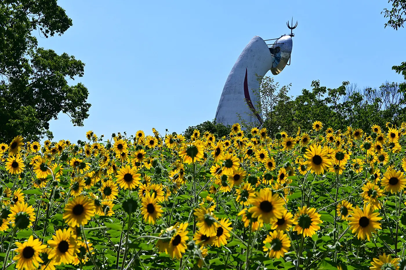 公园里的花朵非常适合拍照,因此是摄影爱好者的推荐去处。
