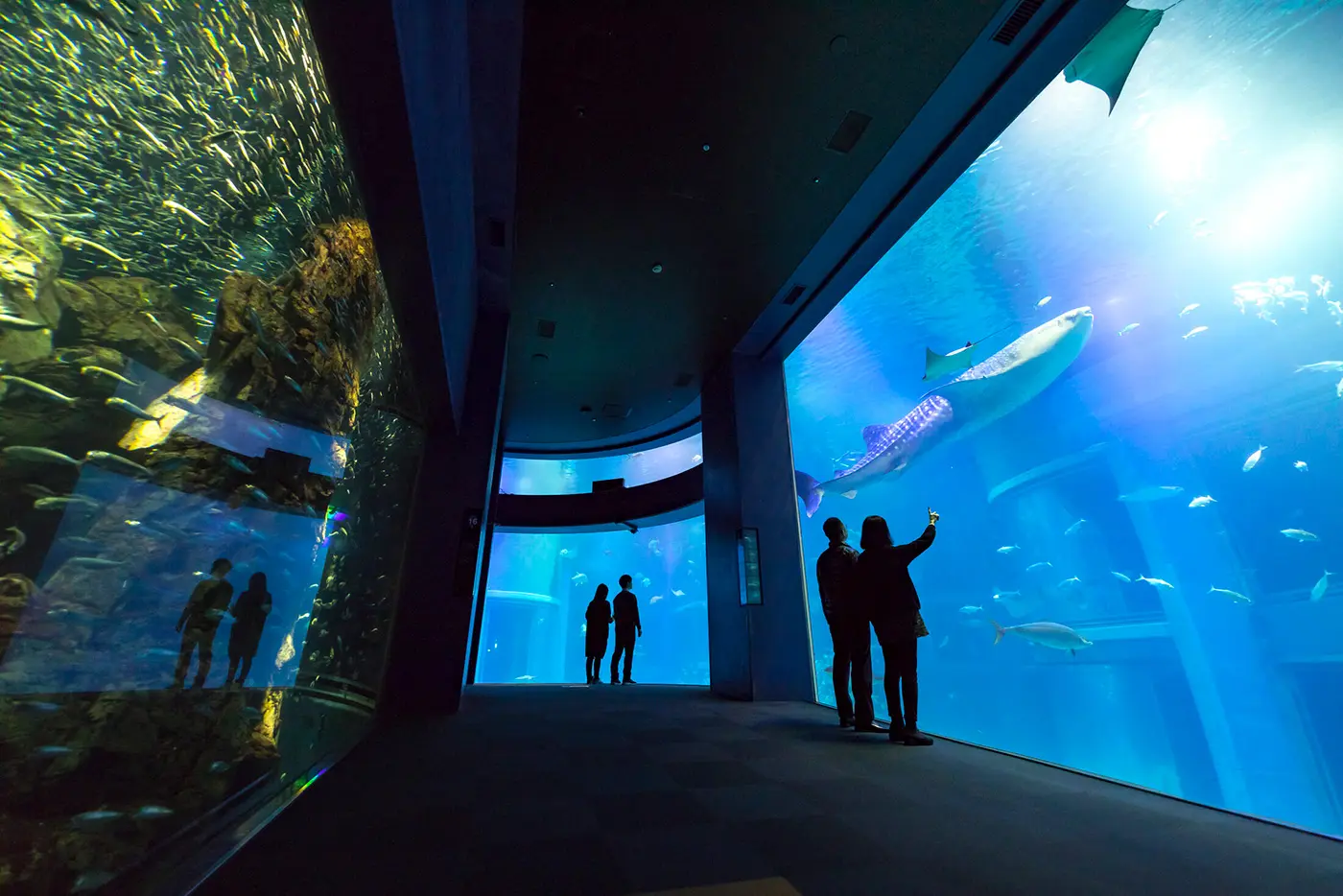 大人の身長をはるかに超える大型水槽は迫力満点。