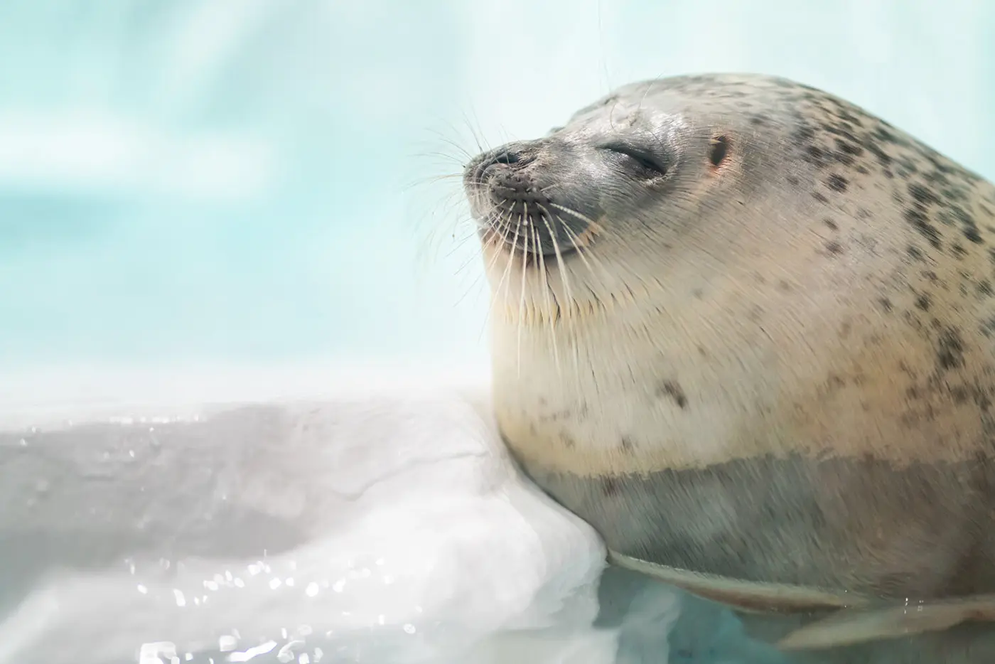 アシカやアザラシ、ペンギンなど愛くるしい動物の姿に癒される。