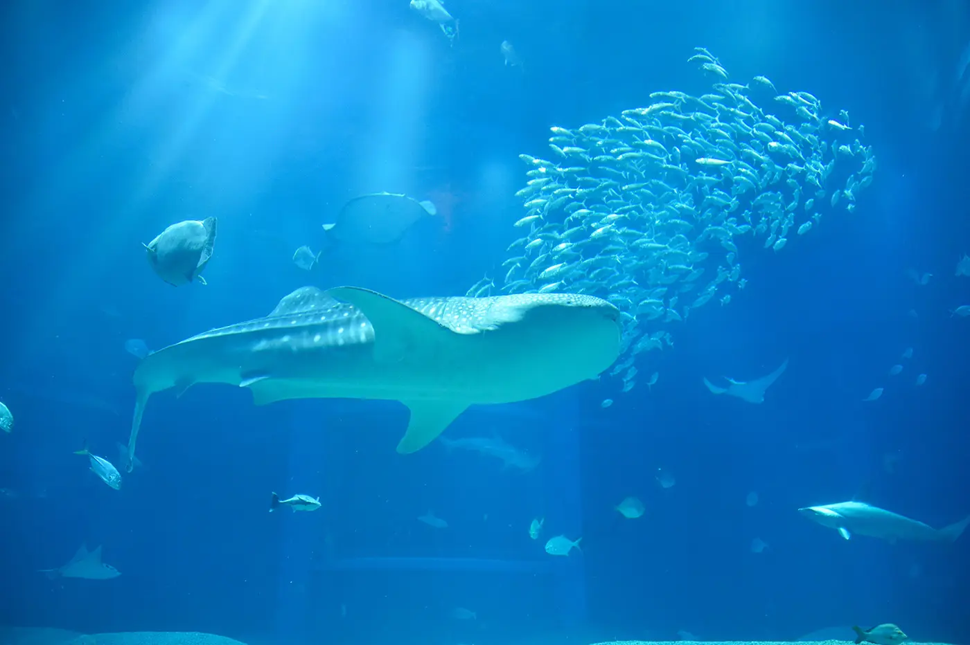 ジンベエザメの迫力ある姿を見ることができる施設は、日本国内で数カ所だけ。