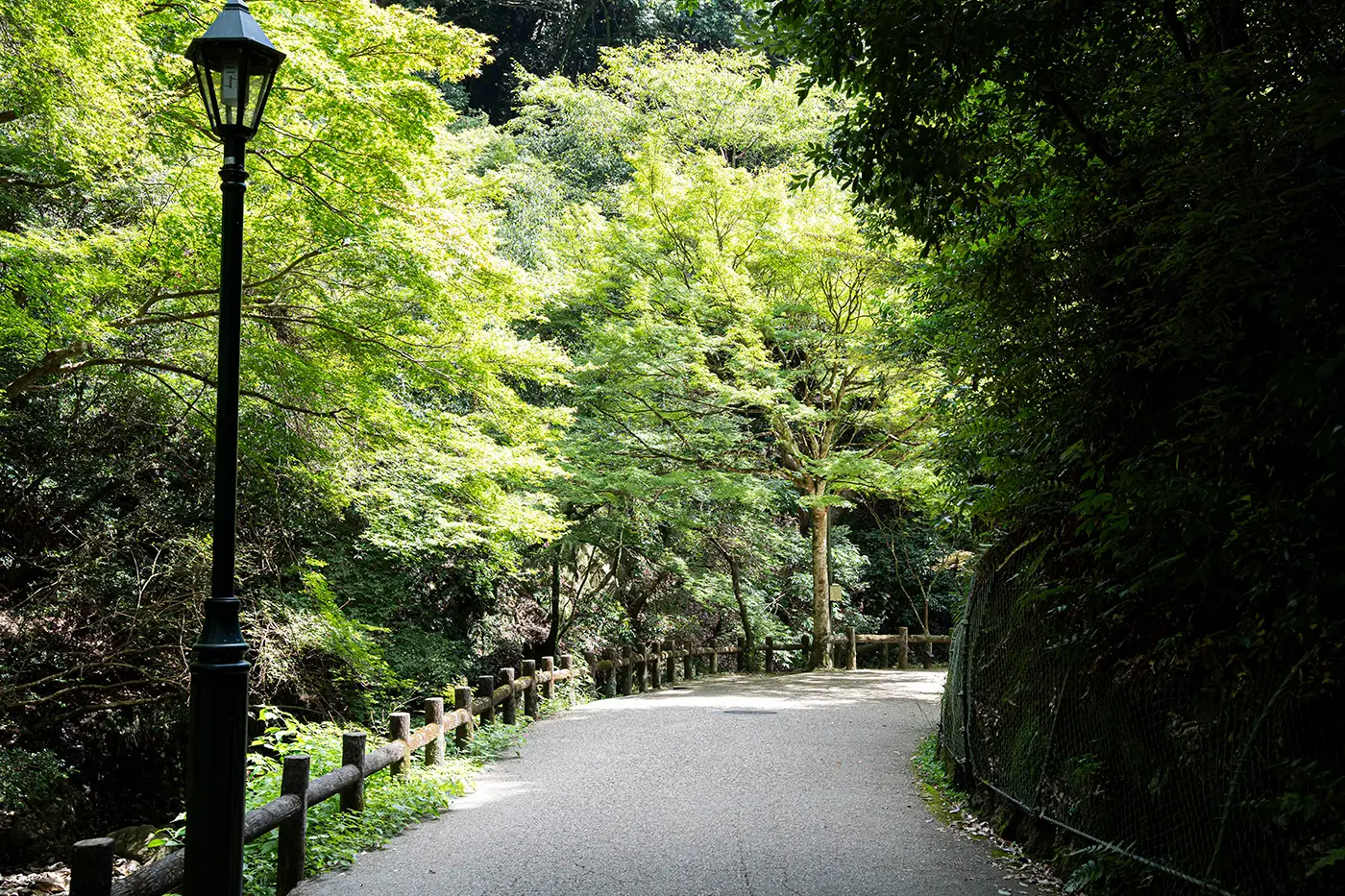 瀑布周围的地区栖息着多达 980 种植物和 3000 多种昆虫。